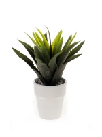 Agave rood-groen in wit potje 13.5cm